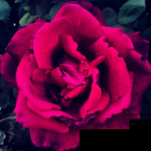 1012990_676602632365527_1413152271_n