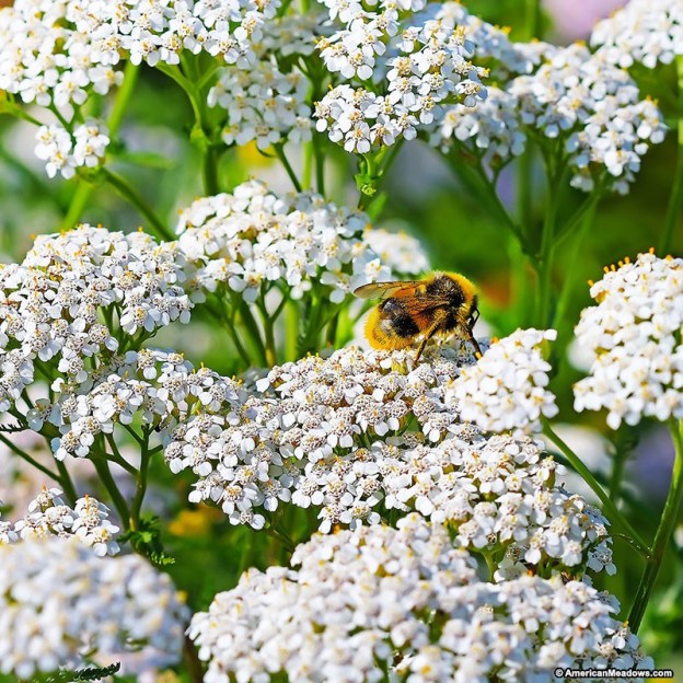 achillea-white-1