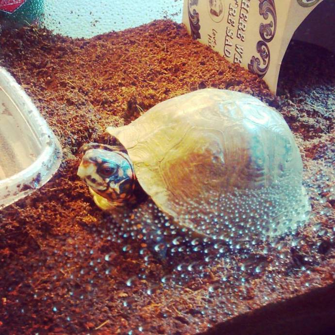 20526186_2048263185199458_725852492462949460_n